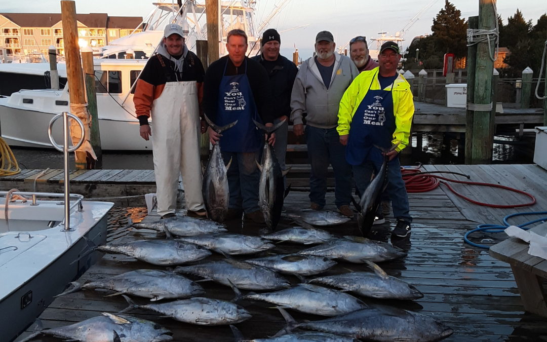 Fish, Fish and More Fish…