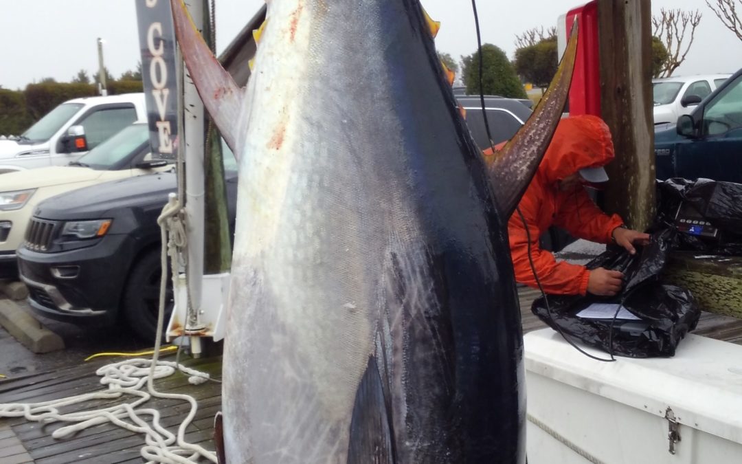 Tuna!