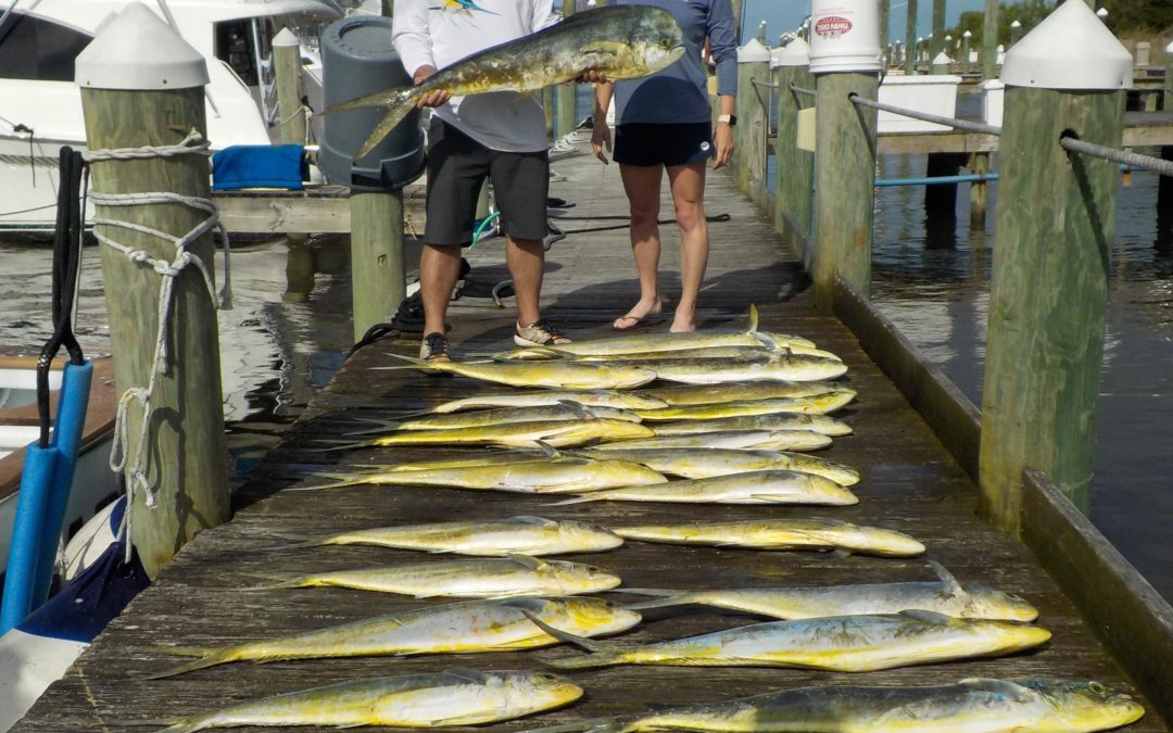 Mahi Madness!