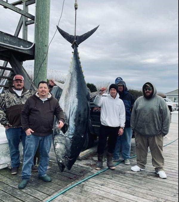 The Bluefin Bite is Happening!
