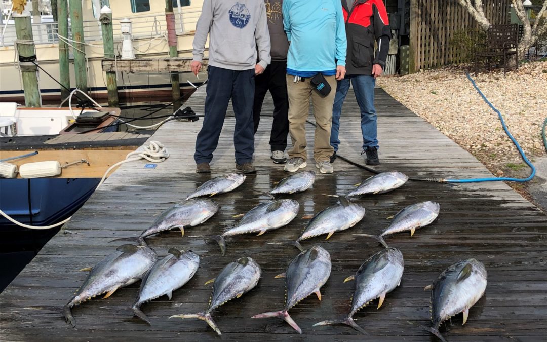 One Fin, Two Fin, Yellowfin, Blackfin!