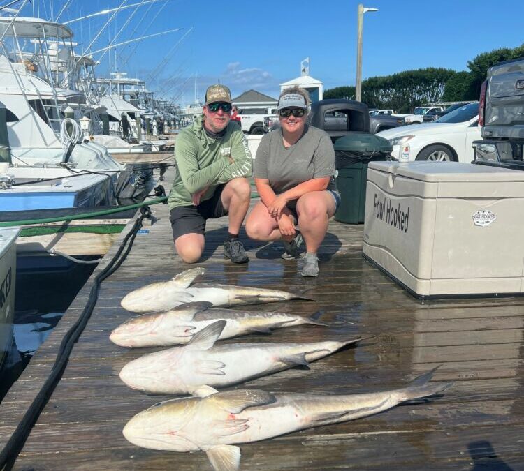 Bad Day to be a Cobia!