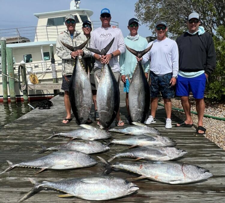 Red Fish, Blue Fish