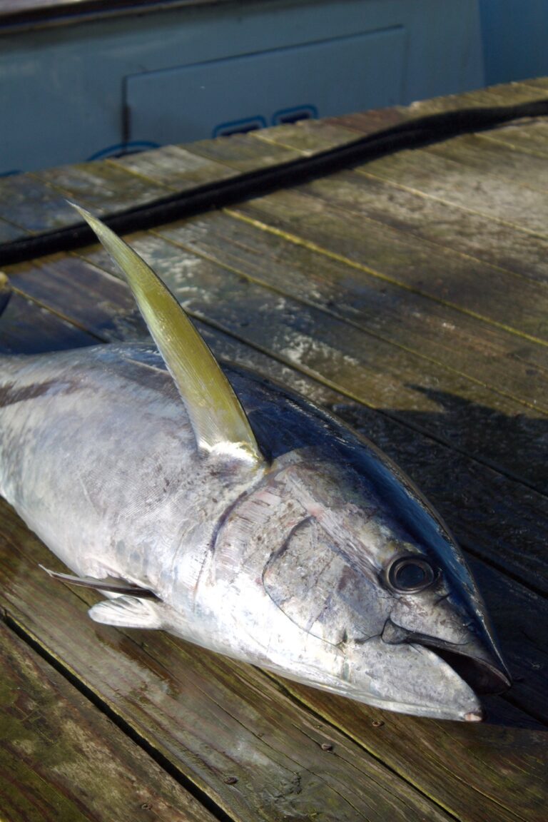 Billfish Bonanza Tuesday